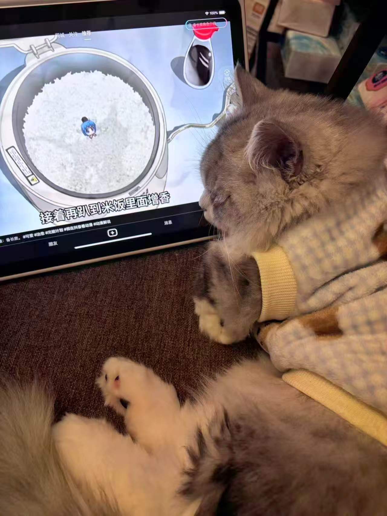 糯米看电视