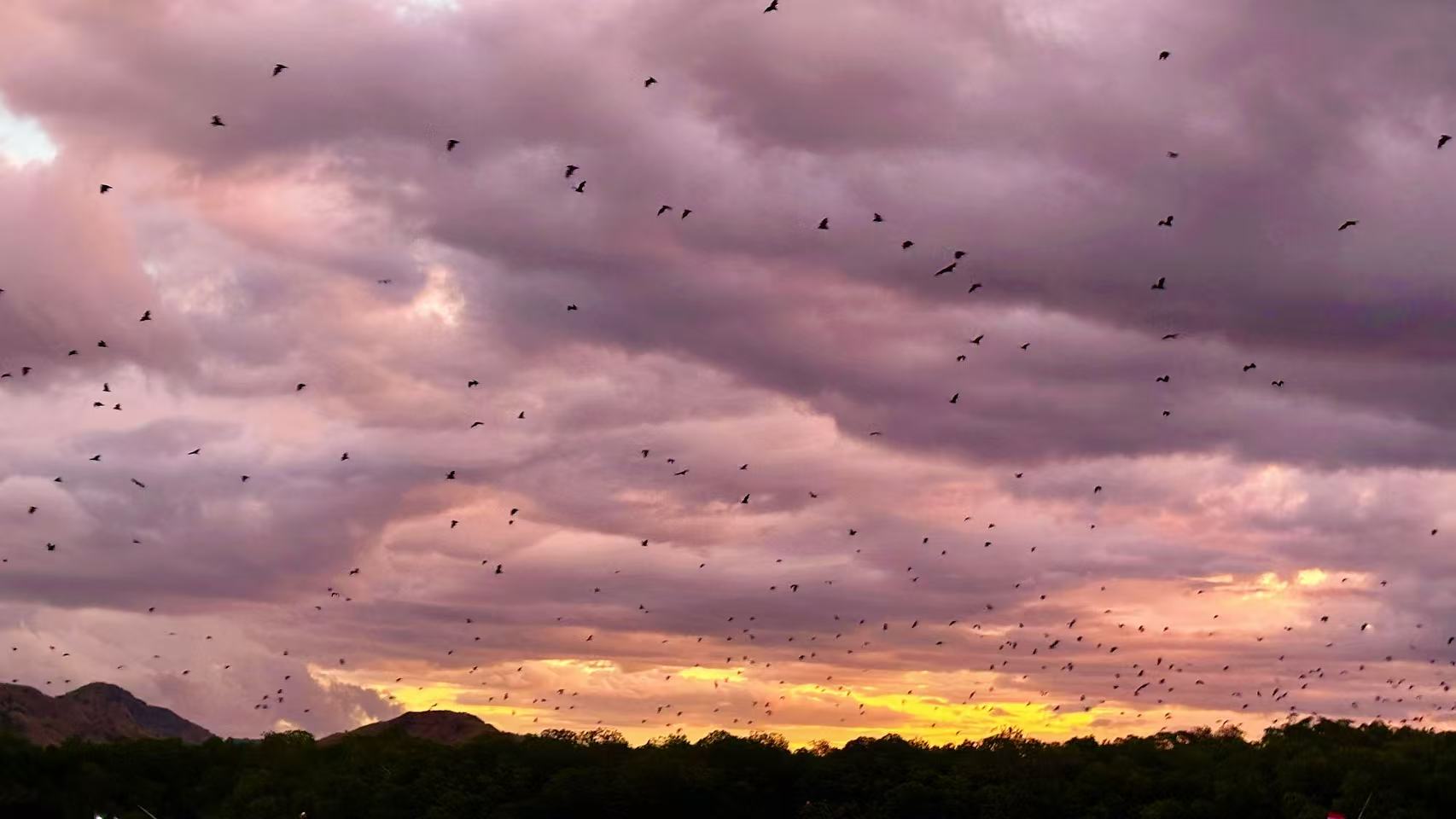 Bat Sunset