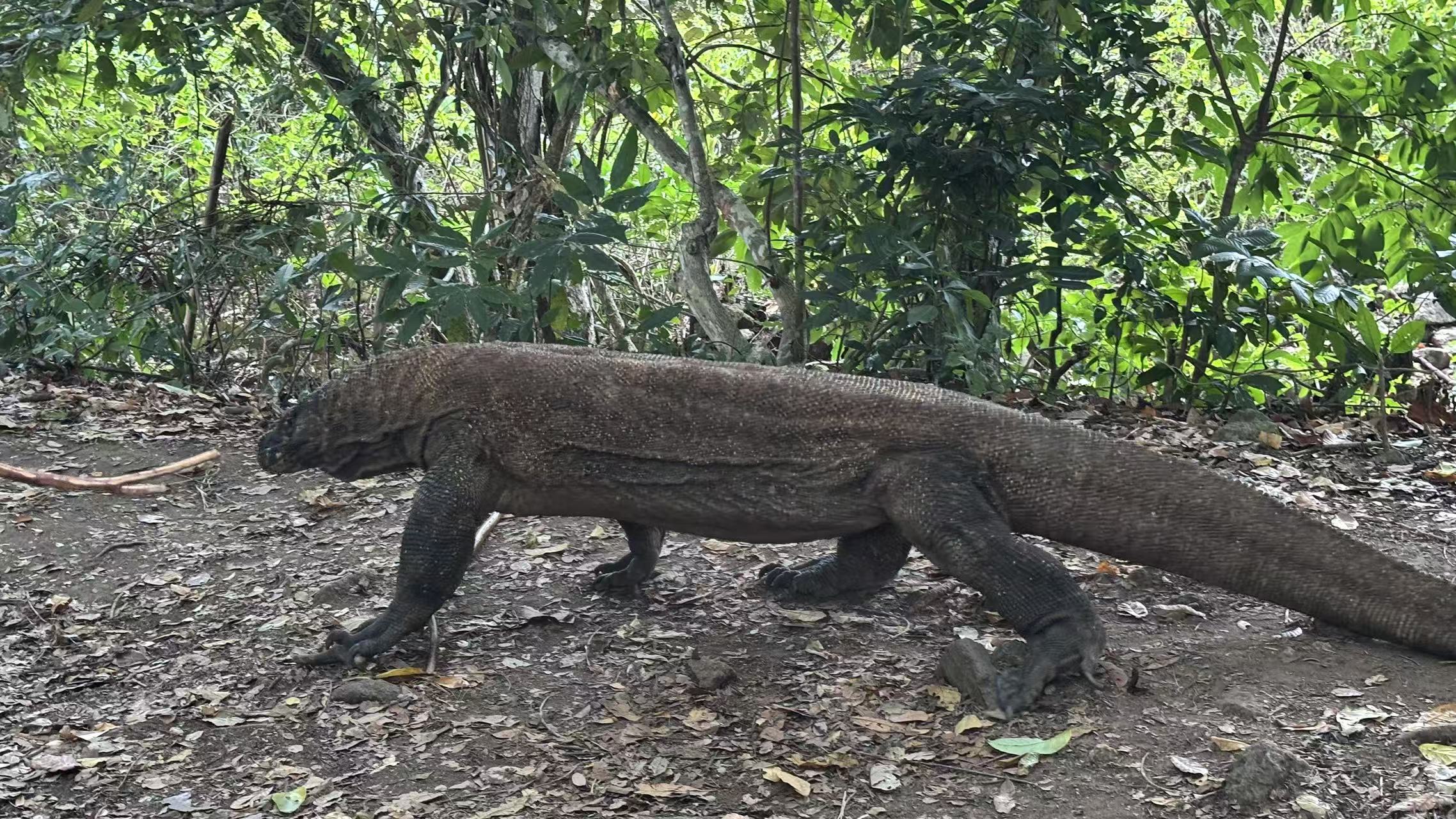 Komodo Dragon