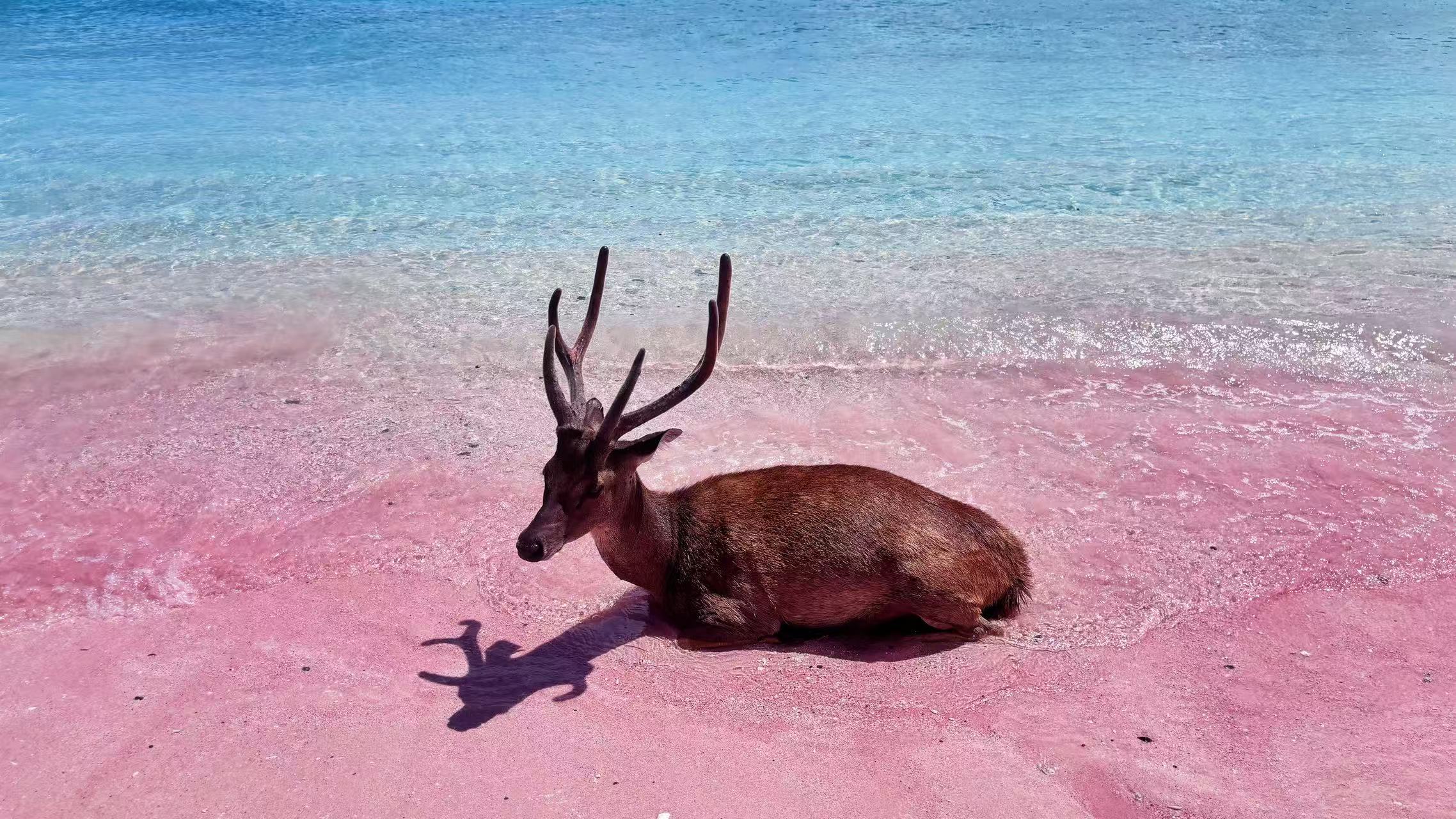 Pink Beach