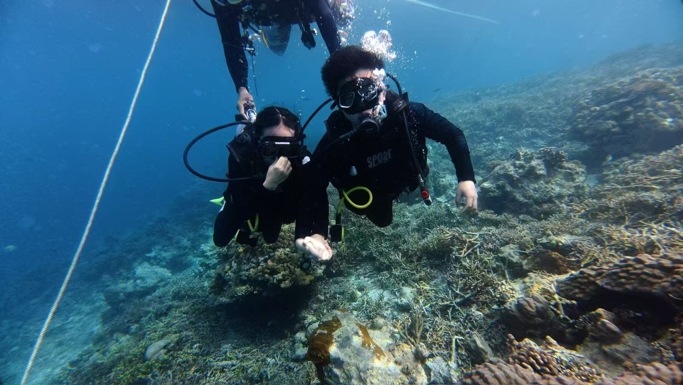 Couple Diving