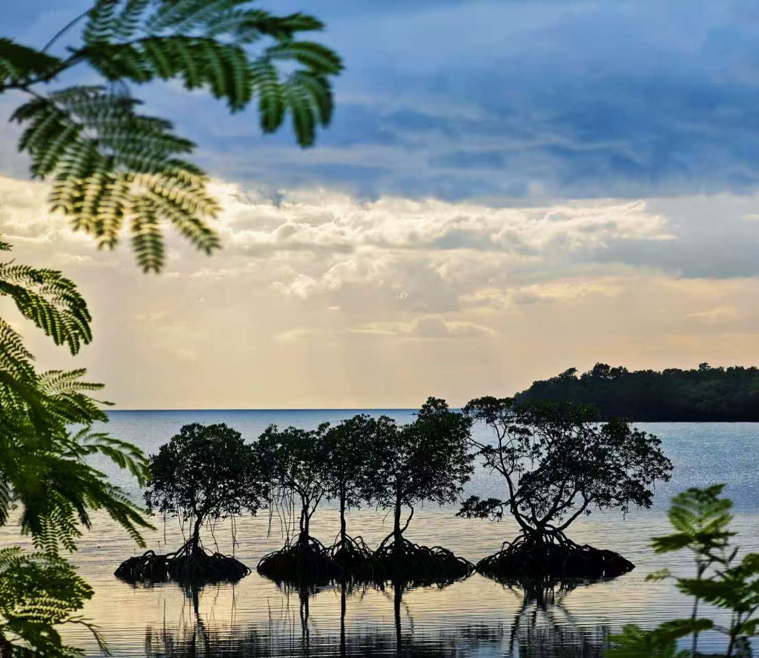 Sea Tree