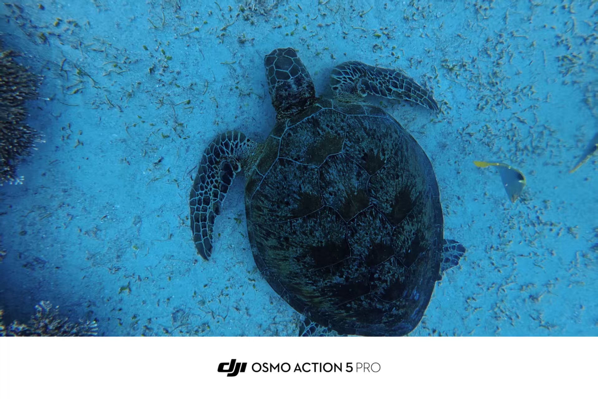Sea Turtle