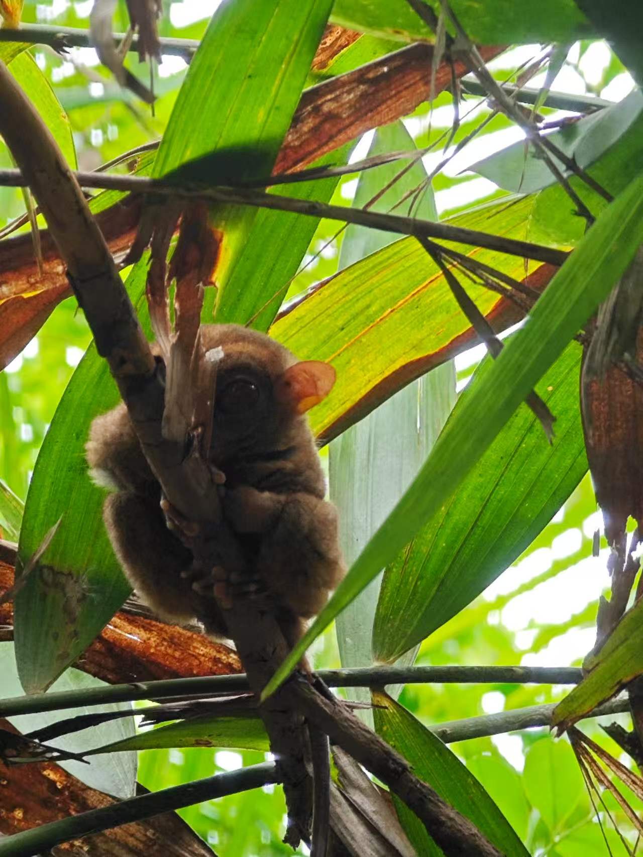 Tarsier